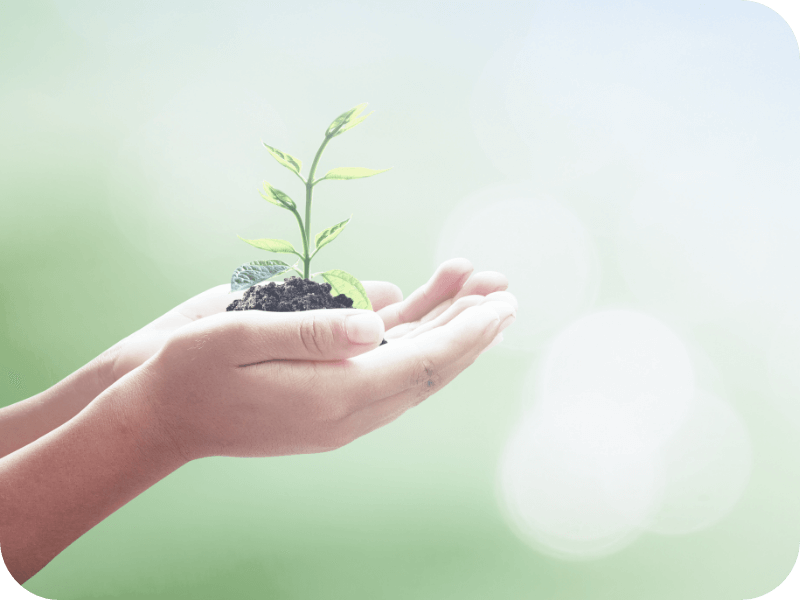 苗木のイメージ写真